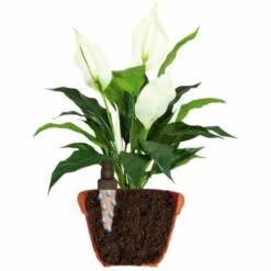 JARDIBRIC Arroseur Autonome Aquago Avec Cônes En Terre Cuite 2 Pcs 6 JARDIBRIC Arroseur Autonome Aquago Avec Cônes En Terre Cuite 2 Pcs -Arrosage automatique Soldes 18565717 3