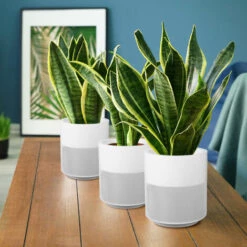 SUPERSELLER Arrosage Automatique Pour Jardinière Pot De Fleur Sans Arrosage Intelligent Décoration De La Maison Pot De Plante Auto-arrosant Blanc - Blanc 10 SUPERSELLER Arrosage Automatique Pour Jardinière Pot De Fleur Sans Arrosage Intelligent Décoration De La Maison Pot De Plante Auto-arrosant Blanc - Blanc -Arrosage automatique Soldes 55273386 4
