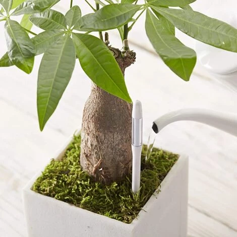 FONTAINEBLEAU Aquameter Lot De 2 Pièces Indicateur D'irrigation Pour Plantes, Facile à Utiliser, Empêche Les Plantes De Flétrir, Aucune Pile Requise, Petit, Blanc,Fonepro 4 FONTAINEBLEAU Aquameter Lot De 2 Pièces Indicateur D'irrigation Pour Plantes, Facile à Utiliser, Empêche Les Plantes De Flétrir, Aucune Pile Requise, Petit, Blanc,Fonepro – Image 2