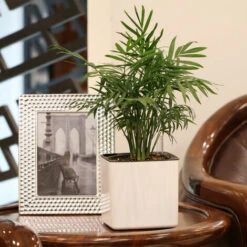 MACARON Jardinière Pot Arrosage Automatique Pour Jardin Affichage Irrigation Intelligente En Plastique Diamètre 12cm 2pcs LO-Ron -Arrosage automatique Soldes 57370937 4