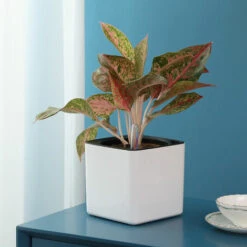 MACARON Jardinière Pot Arrosage Automatique Pour Jardin Affichage Irrigation Intelligente En Plastique Diamètre 12cm 2pcs LO-Ron -Arrosage automatique Soldes 57370937 5