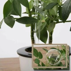 FLYME Arrosage Automatique Bulbe Fleur Goutte à Goutte Dispositif Boule D'Arrosage Boule D'Arrosage Automatique Pour Plantes Intérieures Et Extérieures PVC Transparent 6 Pièces -Arrosage automatique Soldes 58847052 4