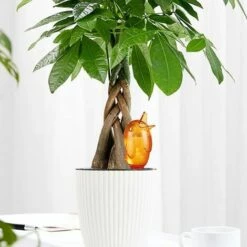 BENOBBY KIDS 3 Pièces Kit D'irrigation Goutte à Goutte Abreuvoir Automatique Oiseau Plante Abreuvoir Intérieur Plante Arroseur Extérieur Pot De Fleur Décoration -Arrosage automatique Soldes 60720577 3