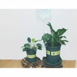 BENOBBY KIDS Lot De 2 Kits D'irrigation Goutte à Goutte Pour Plantes - Système D'arrosage Automatique Des Plantes - Sac D'eau De 3 L Avec 2 Goutteurs En Flèche - Débit Réglable -Arrosage automatique Soldes 65373018 3